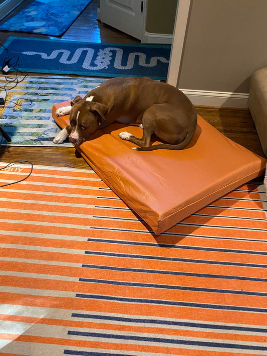 Large Pit-Great Dane mix dog sleeping on custom orange waterproof foam cushion